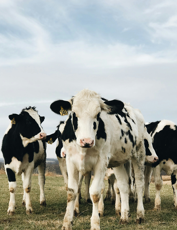 Cow photo